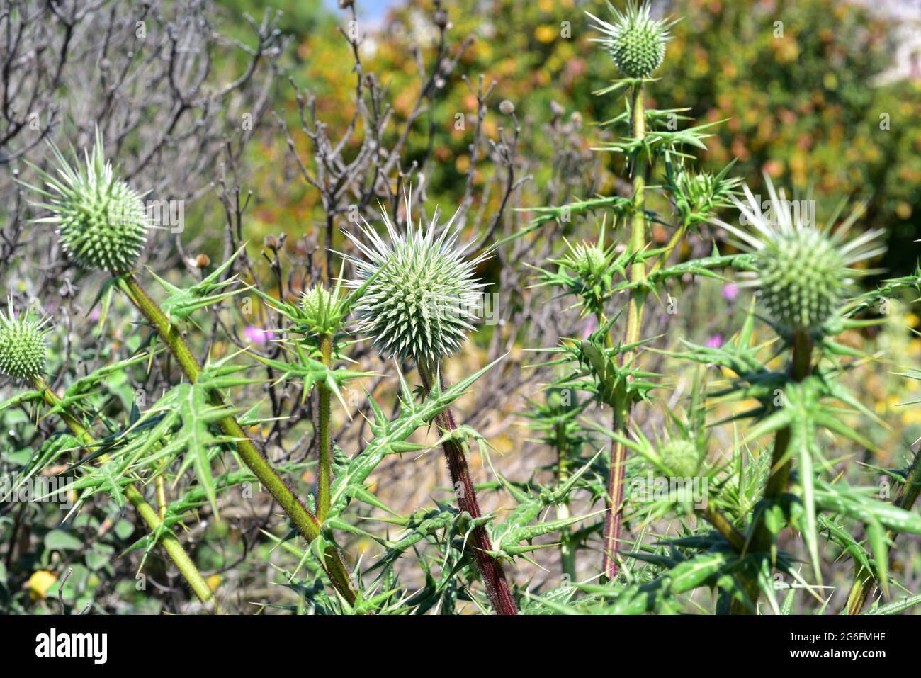 Echinops spinosissimus is a perennial plant native to southeastern Europe and northern Africa. Stock Photo