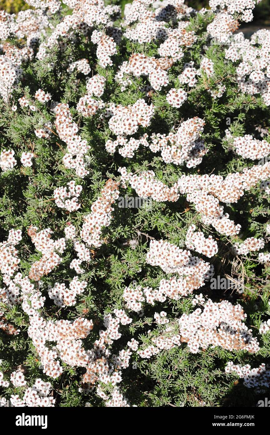 Wild rosmary (Eriocephalus africanus) is an evergreen shrub native to South Africa. Flowering plant. Stock Photo
