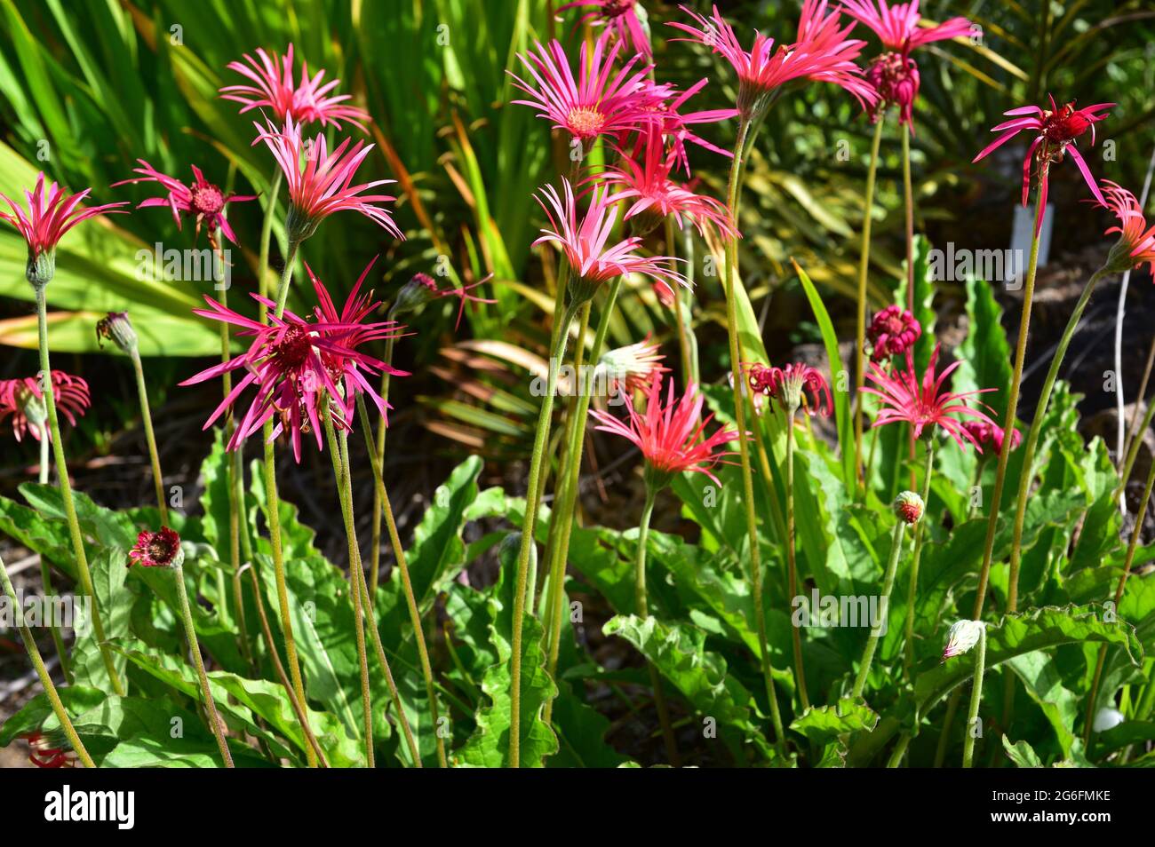 Barberton daisy (Gerbera jamesonii) is an ornamental perennial plant native to southern Africa. Stock Photo