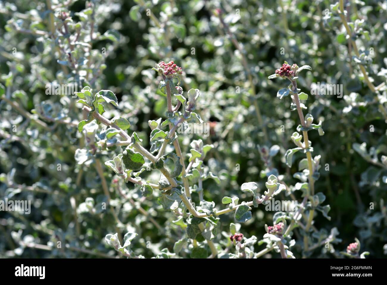 Helichrysum crispum is an evergreen shrub native to South Africa