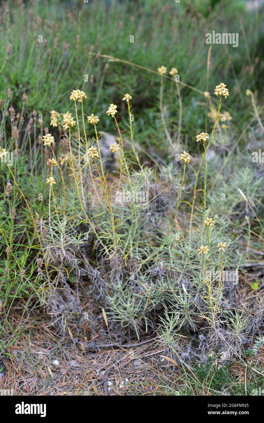 Jersey cudweed (Gnaphalium luteoalbum or Helichrysum luteoalbum) is a medicinal biennial plant native to central and southern Europe, northern Africa Stock Photo