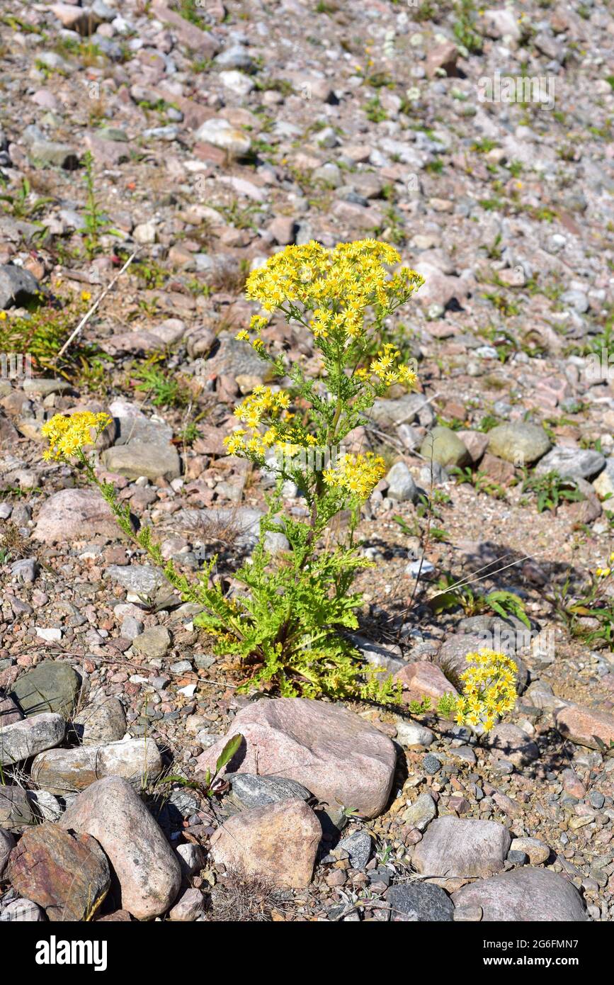 Jacobaea vulgaris hires stock photography and images Alamy