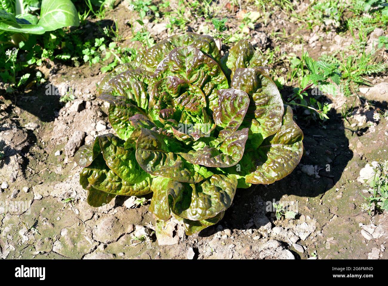 Lettuce (Lactuca sativa) is an annual plant widely cultivated for its edible leaves. This photo was taken in Baix Llobregat, Barcelona, Catalonia, Stock Photo