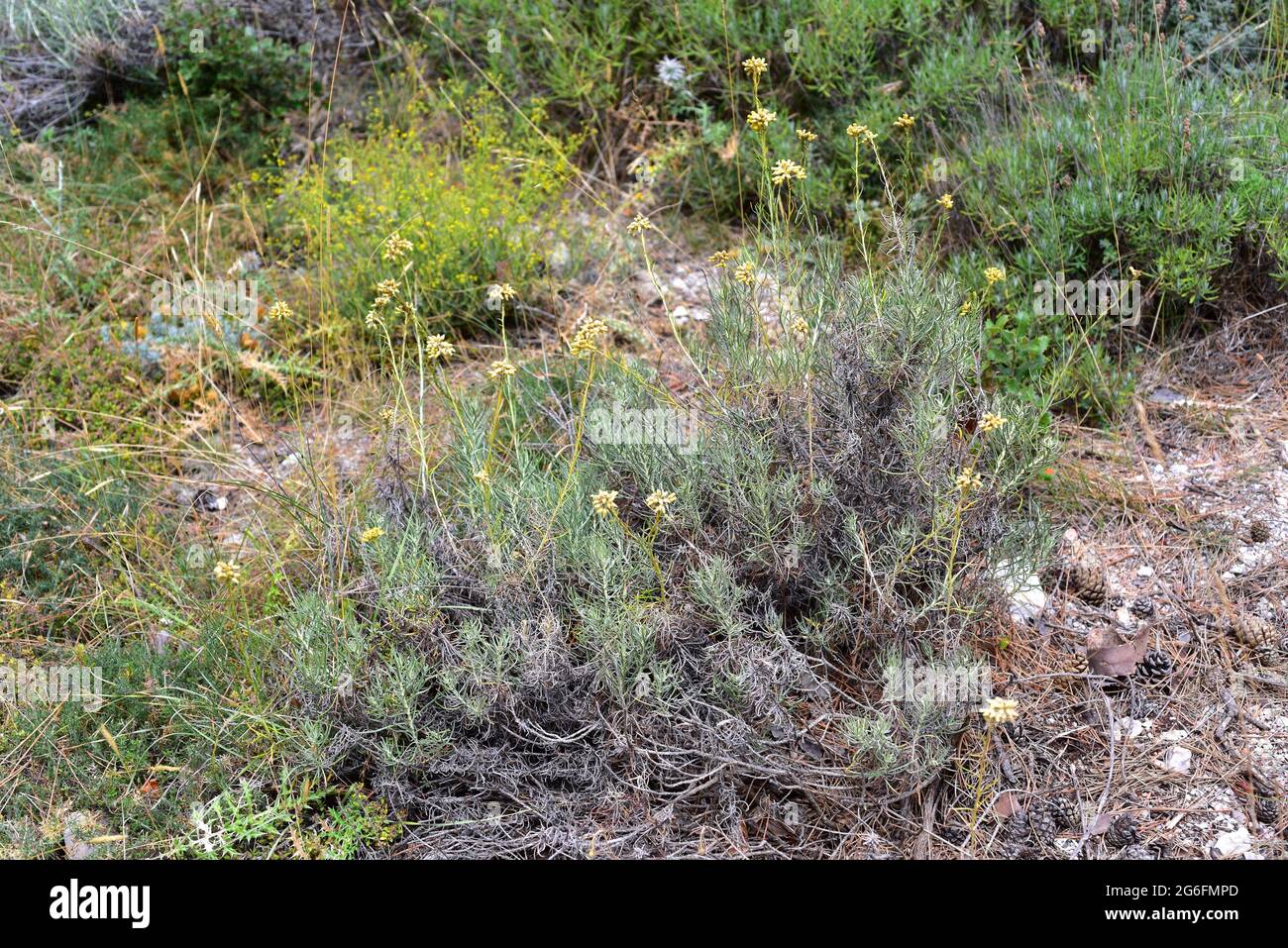 Jersey cudweed (Gnaphalium luteoalbum or Helichrysum luteoalbum) is a medicinal biennial plant native to central and southern Europe, northern Africa Stock Photo