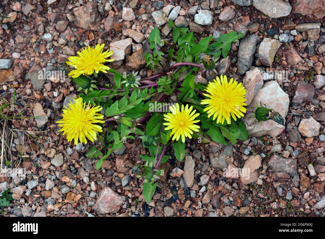 Dandelion (Taraxacum officinale) is a perennial edible herb native to Eurasia and naturalized in Americas, southern Africa and Australia. This photo Stock Photo