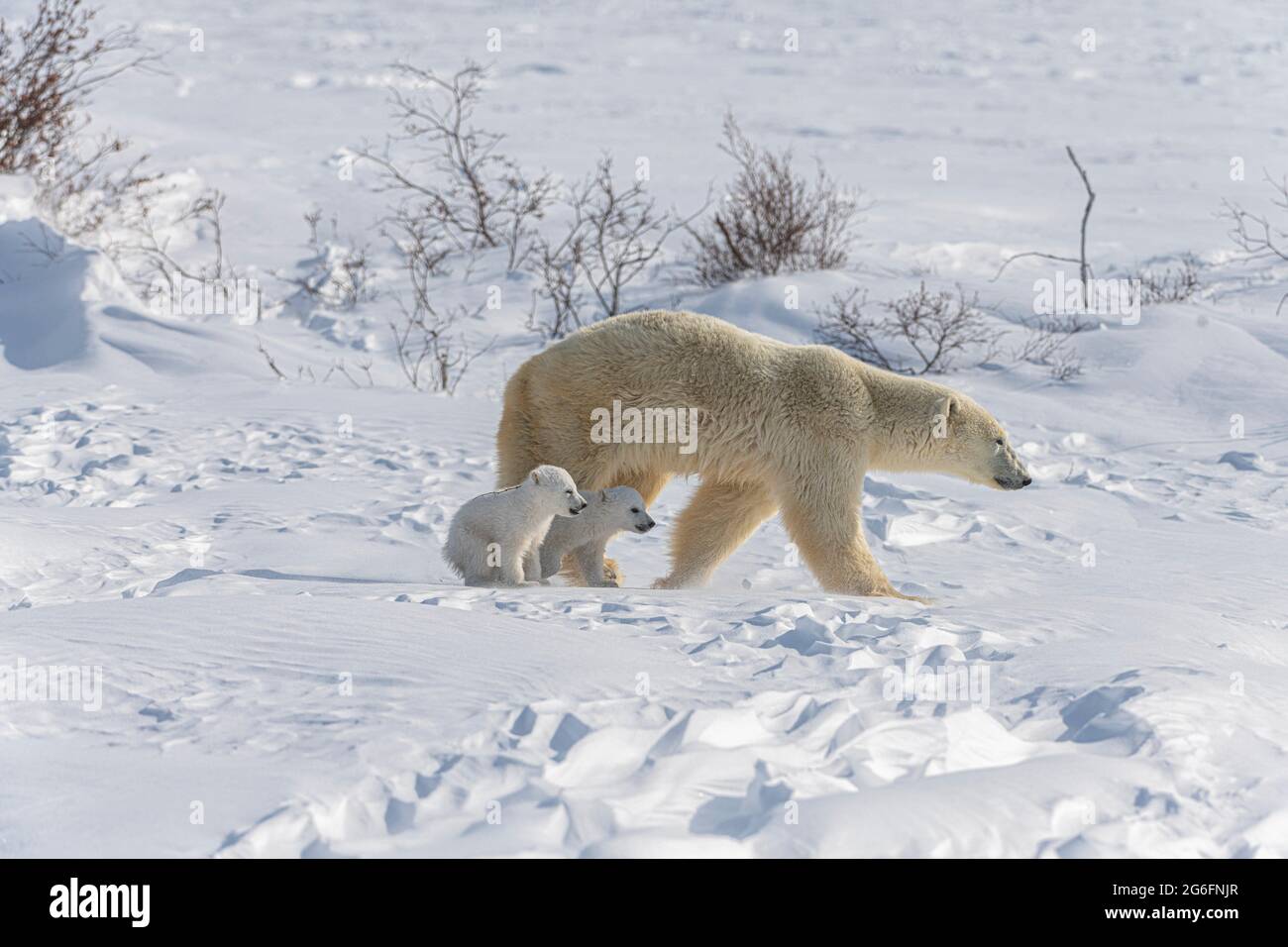 A polar bear (Ursus maritimus and her young roam the snowy and icy ...