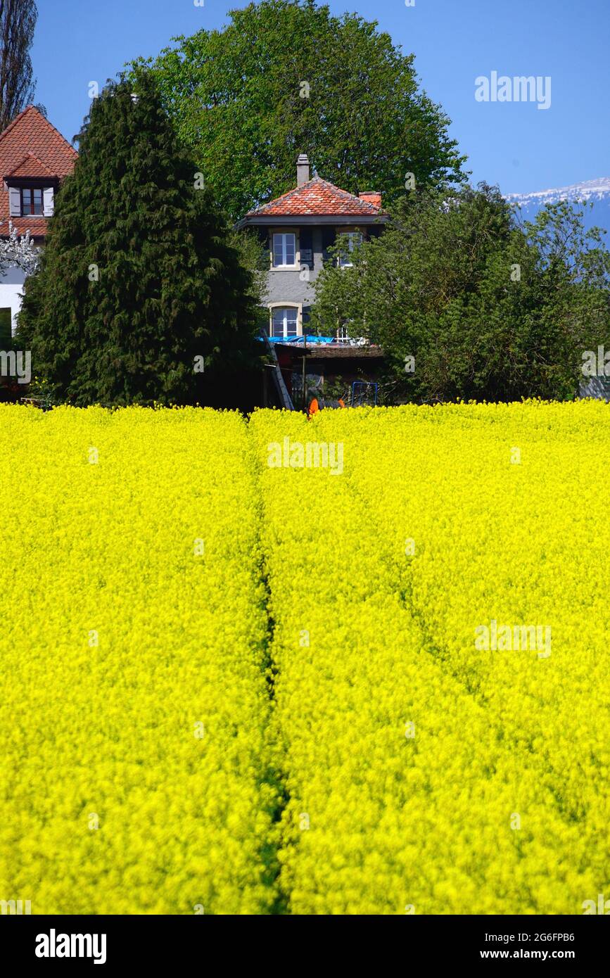 Idyllic view of farm in spring colors, April, Rapeseed (Brassica napus) flowering, Bougy-Villars above the town of Rolle, district of Morges, canton Stock Photo
