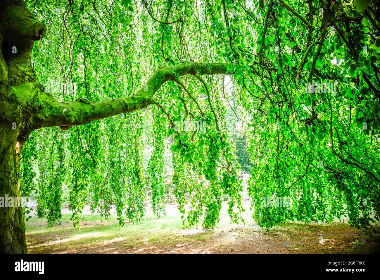 Pittoresk park in Holland, Europe. Stock Photo