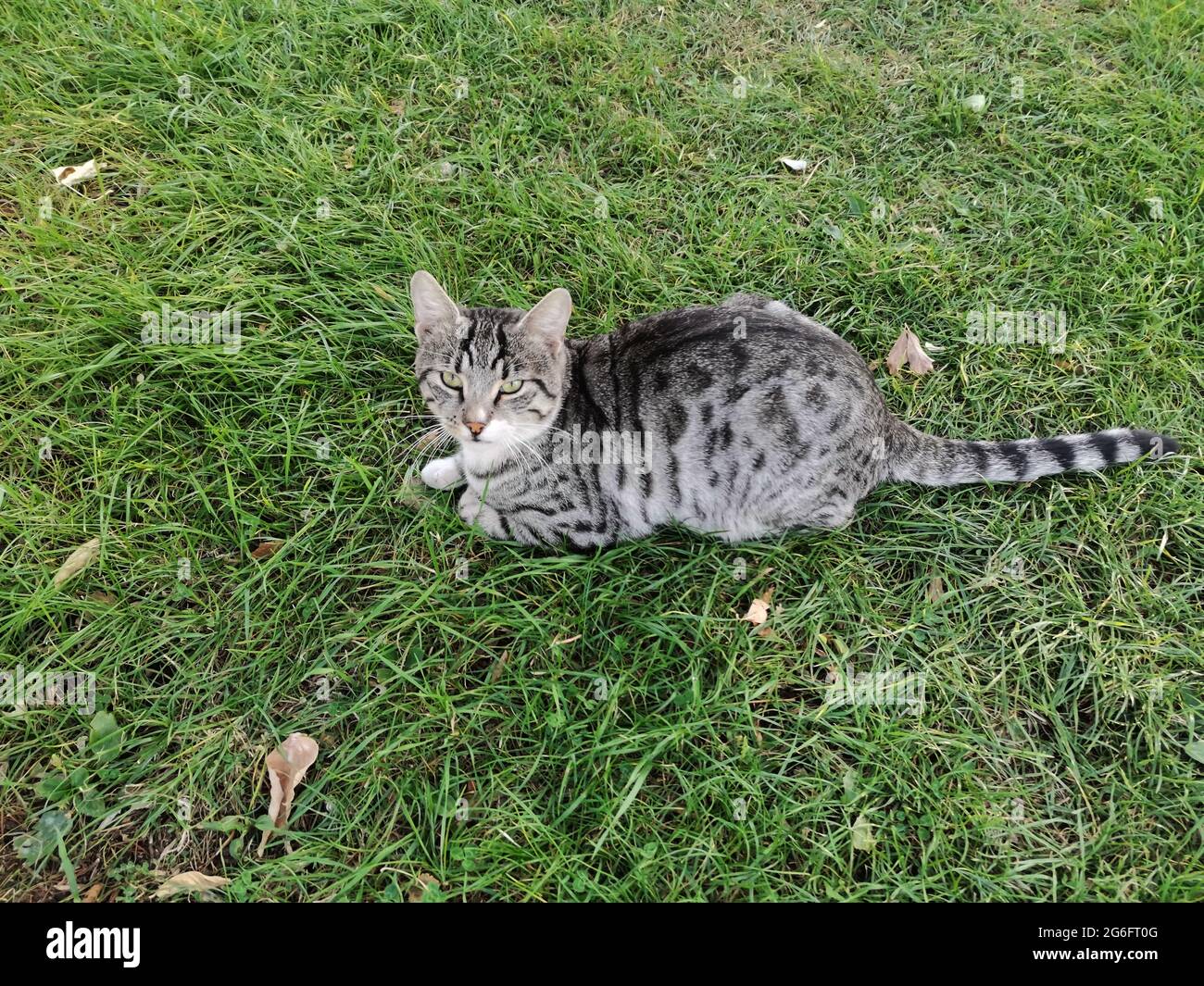 Cat garden flower tree hi-res stock photography and images - Alamy