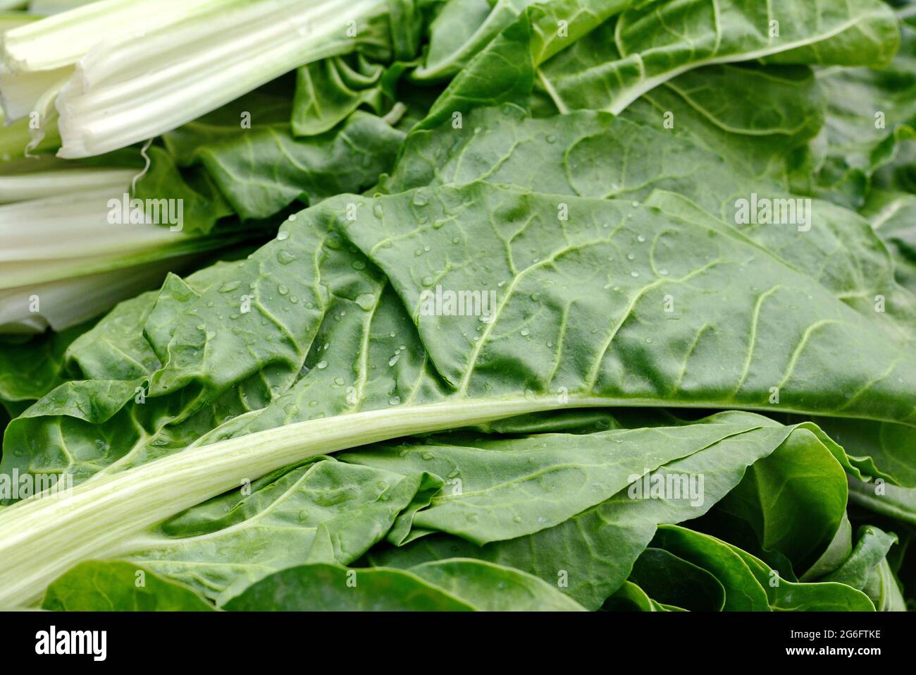 Washed Chard Leaves Hi res Stock Photography And Images Alamy