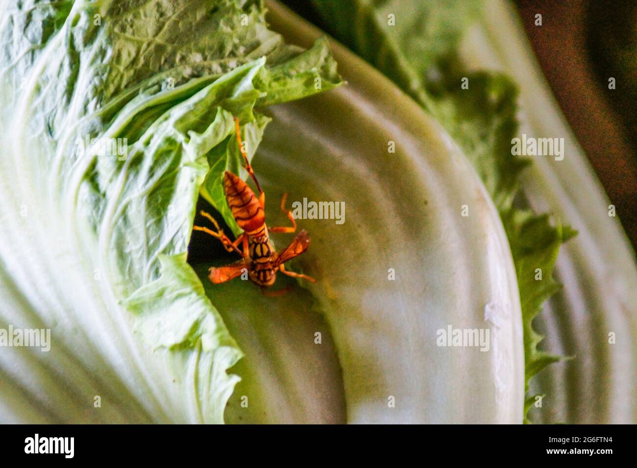 Polynesia Insects Brassica rapa chinensis group hi-res stock photography and images - Alamy