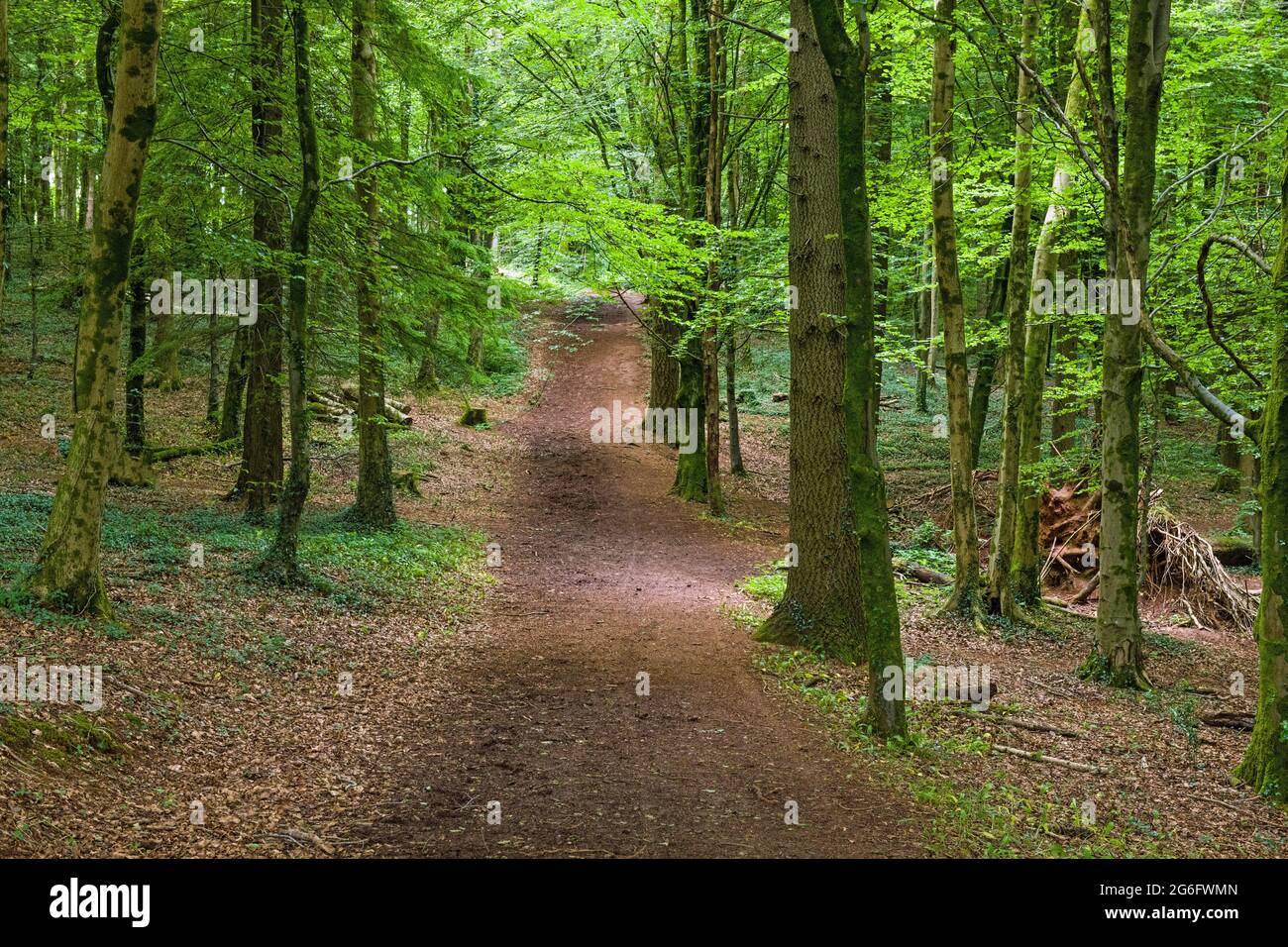 Fforest Fawr near Cardiff and one of many paths though the woods. Photographed in June this summer Stock Photo