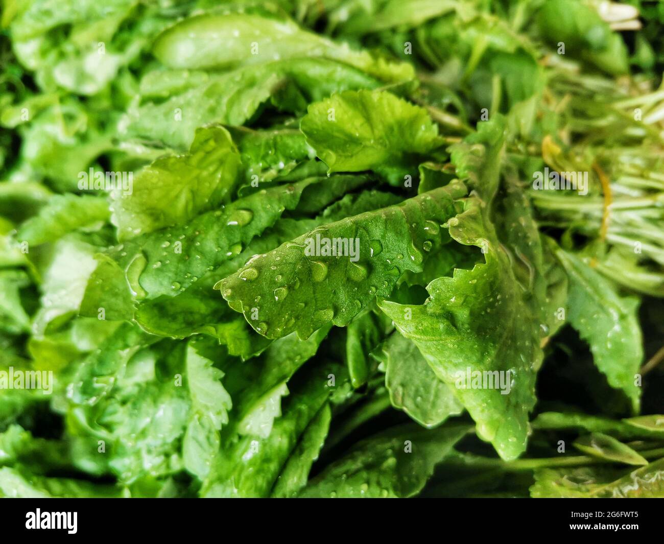 Dill. Salad plant. Stock Photo