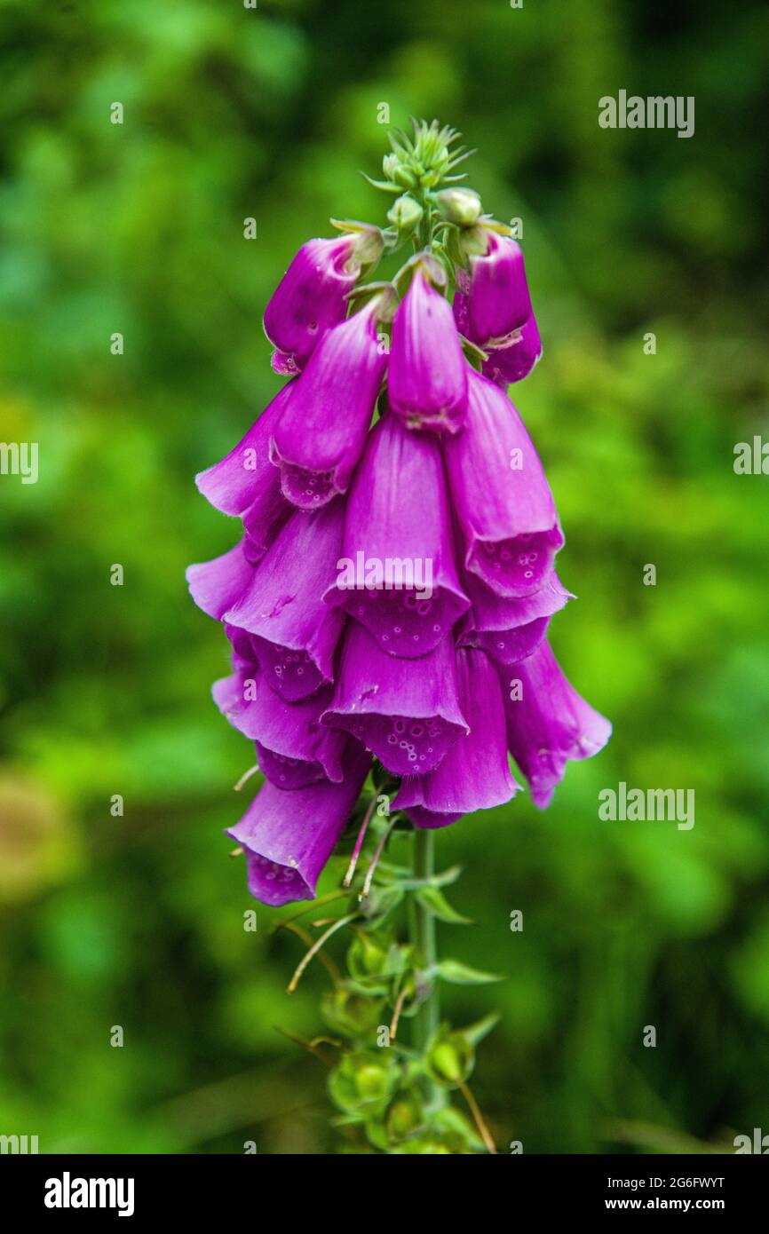 Close Up of a Foxglove in Fforest Fawr on the northern outskirts of Cardiff South Wales Stock Photo
