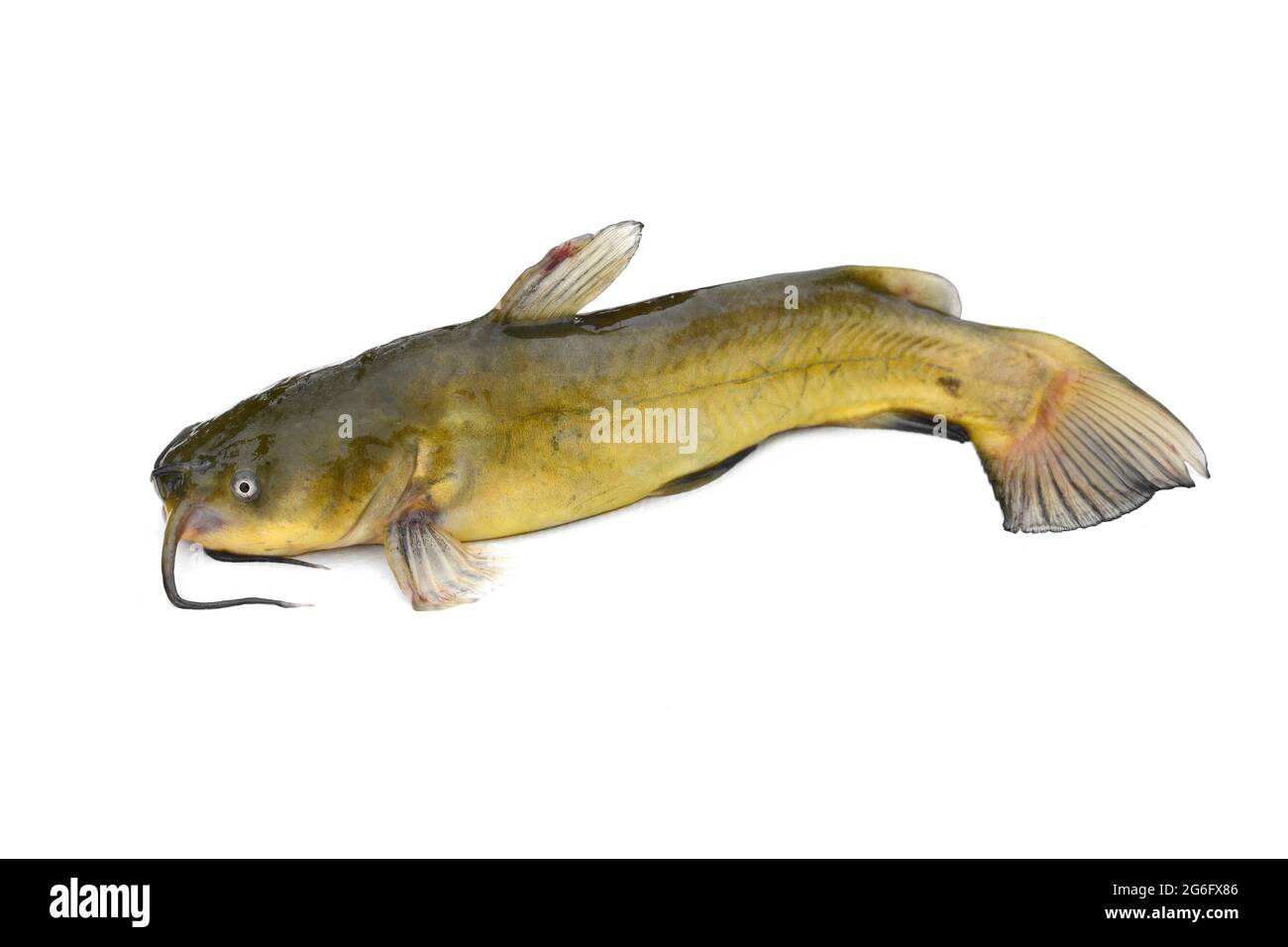 Brown bullhead or black bullhead catfish, Ameiurus melas isolated on white background. Stock Photo