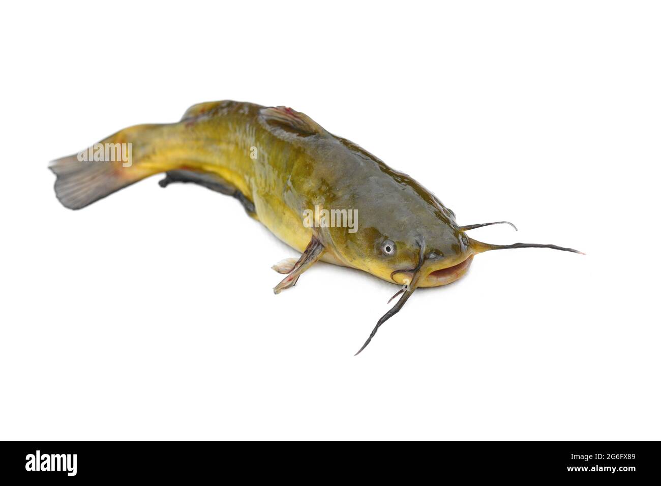 Brown bullhead or black bullhead catfish, Ameiurus melas isolated on white background. Stock Photo