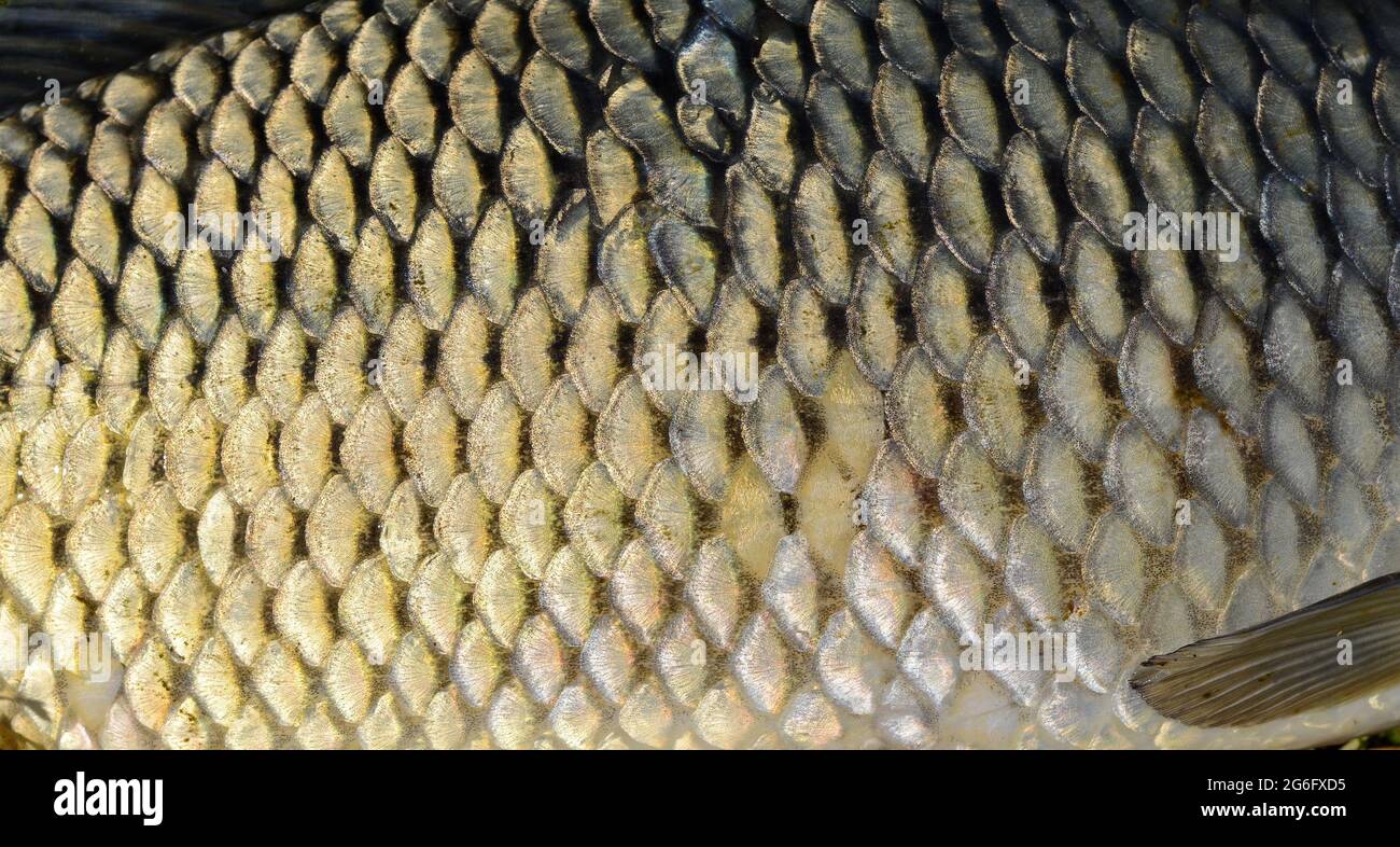 Fish Scales Macro stock image. Image of marine, nature - 302042659