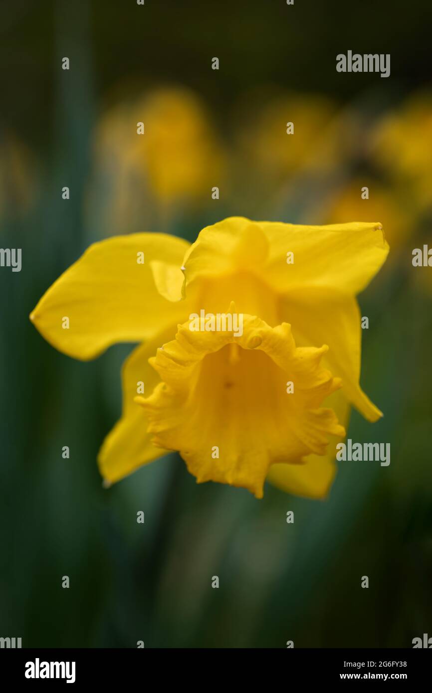 Narcissus Dutch Master yellow daffodil flower, family: Amaryllidaceae, macro shot. Stock Photo