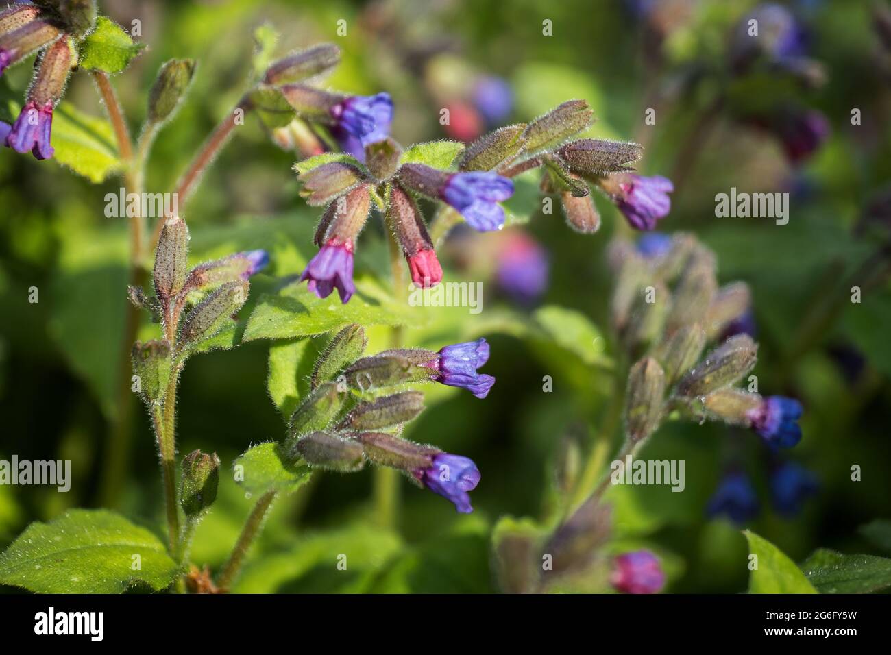 Pulmonaria obscura Dumort. flowers, unspotted lungwort or Suffolk lungwort, family: Boraginaceae, region: Europe Stock Photo