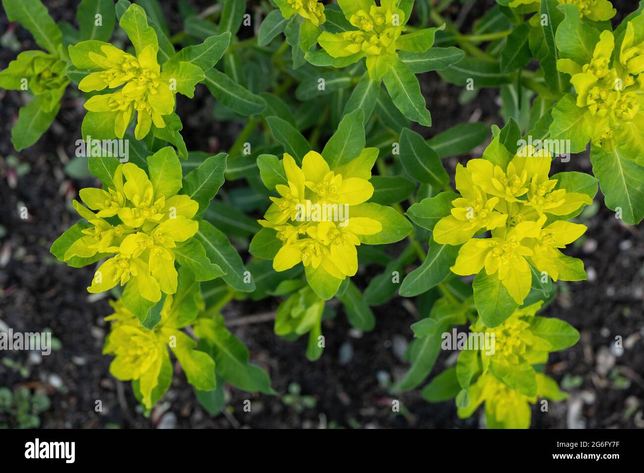 Cushion spurge Euphorbia amygdaloides L. yellow flowers, family: Euphorbiaceae Stock Photo