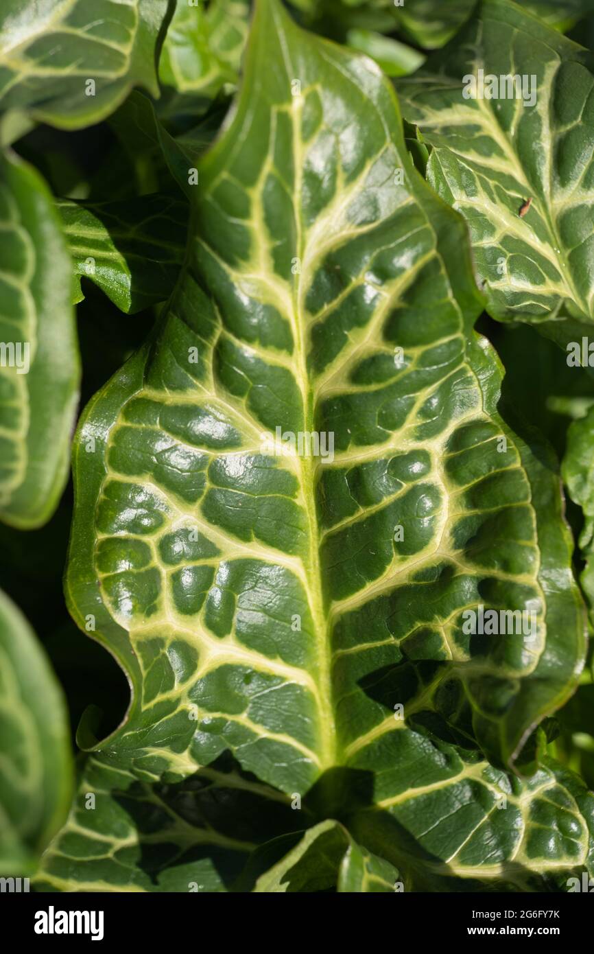Italian Arum (Arum italicum) leaf, herbaceous perennial plant in the family: Araceae Stock Photo