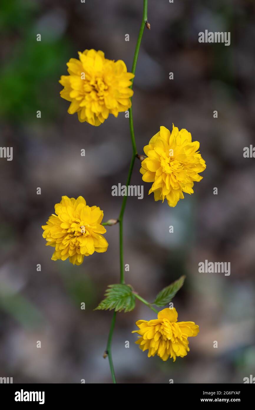 Kerria japonica Pleniflora yellow blooming flowers (Japanese rose