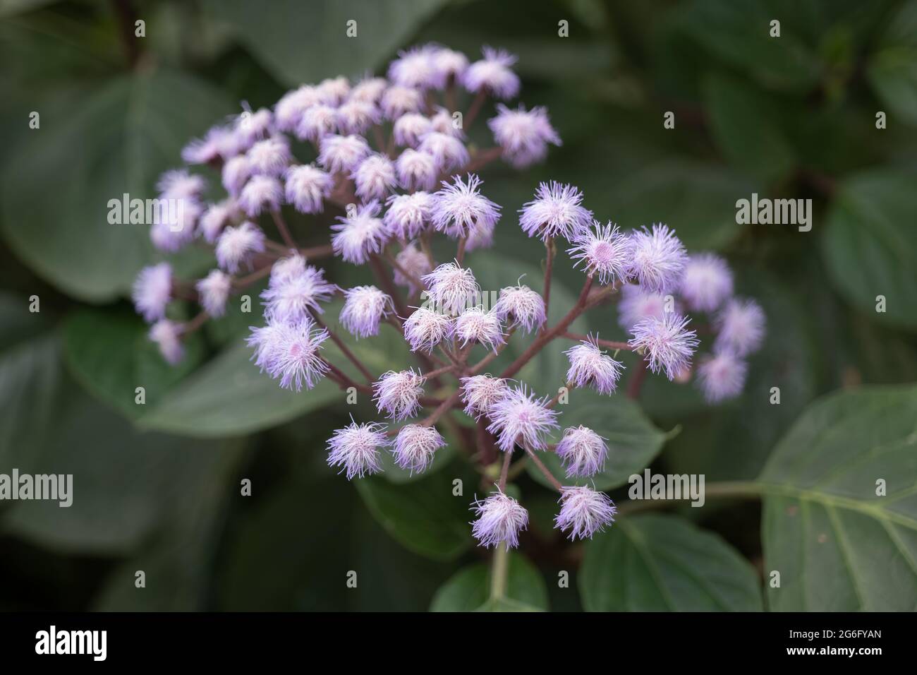 Bartlettina sordida, Purple Torch or Blue Mist Flower, family: Asteraceae, region: endemic to cloud forest in Mexico Stock Photo