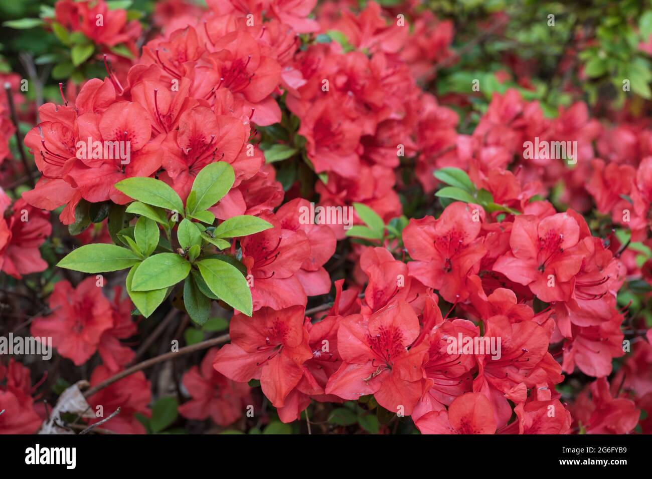 Rhododendron Evergreen Azalea Geisha Orange, Japanese Azaleas, family: Ericaceae Stock Photo