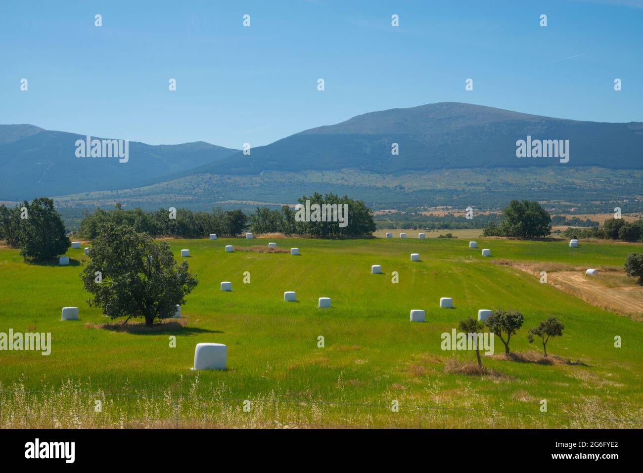 Cultivo de paja hires stock photography and images Alamy