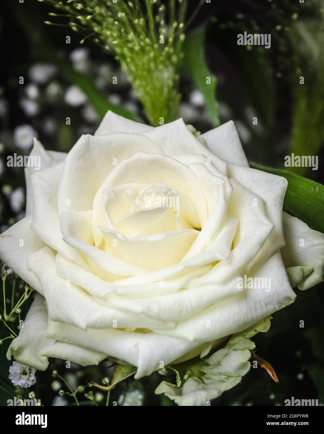 White rose flower bouquet or arrangement against dark background Stock