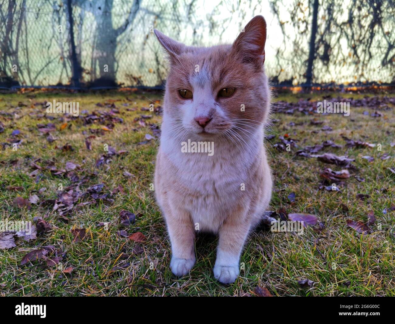 Cute cat in the garden Stock Photo - Alamy