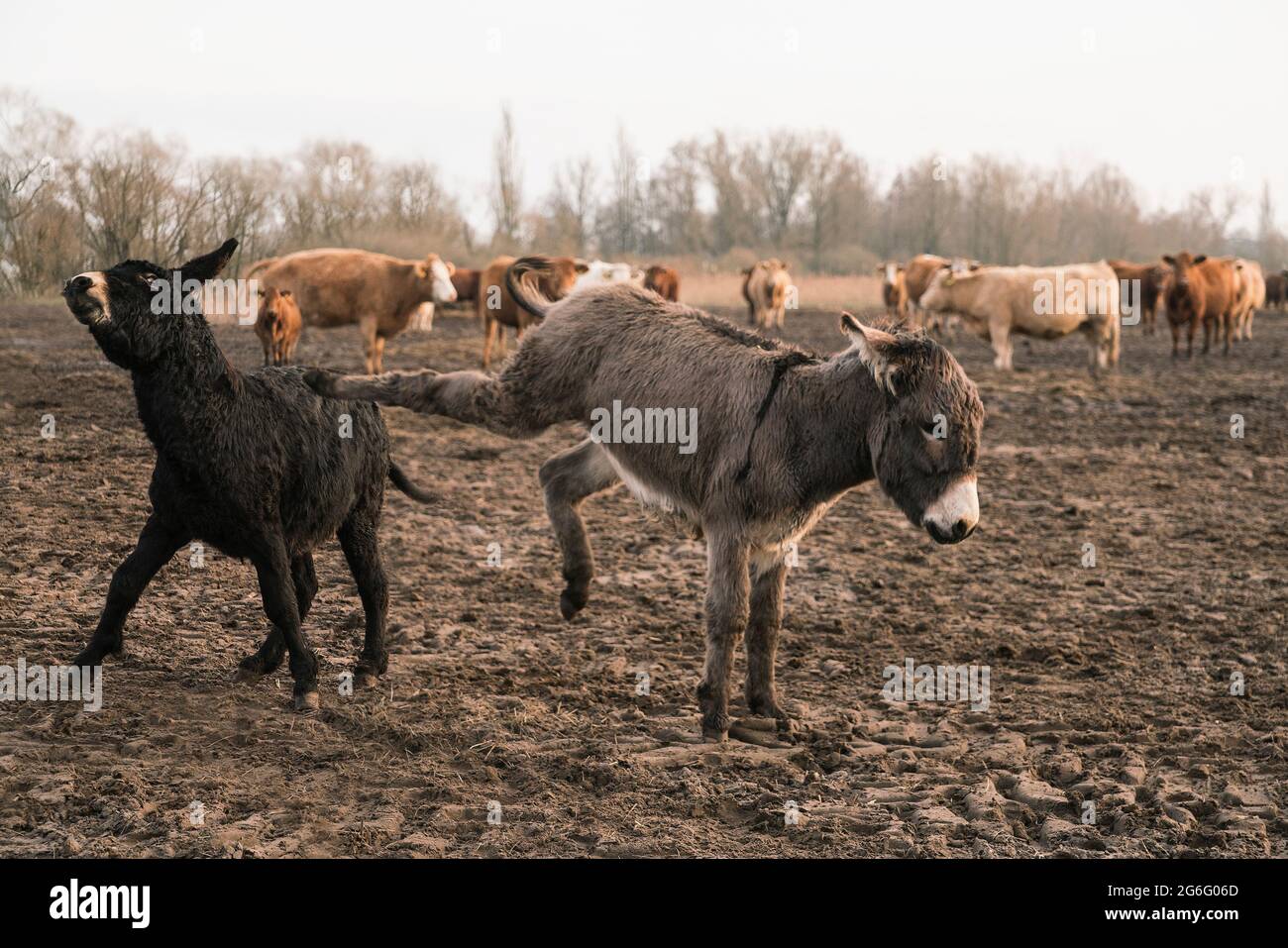 Donkeys kicking in rural field Stock Photo