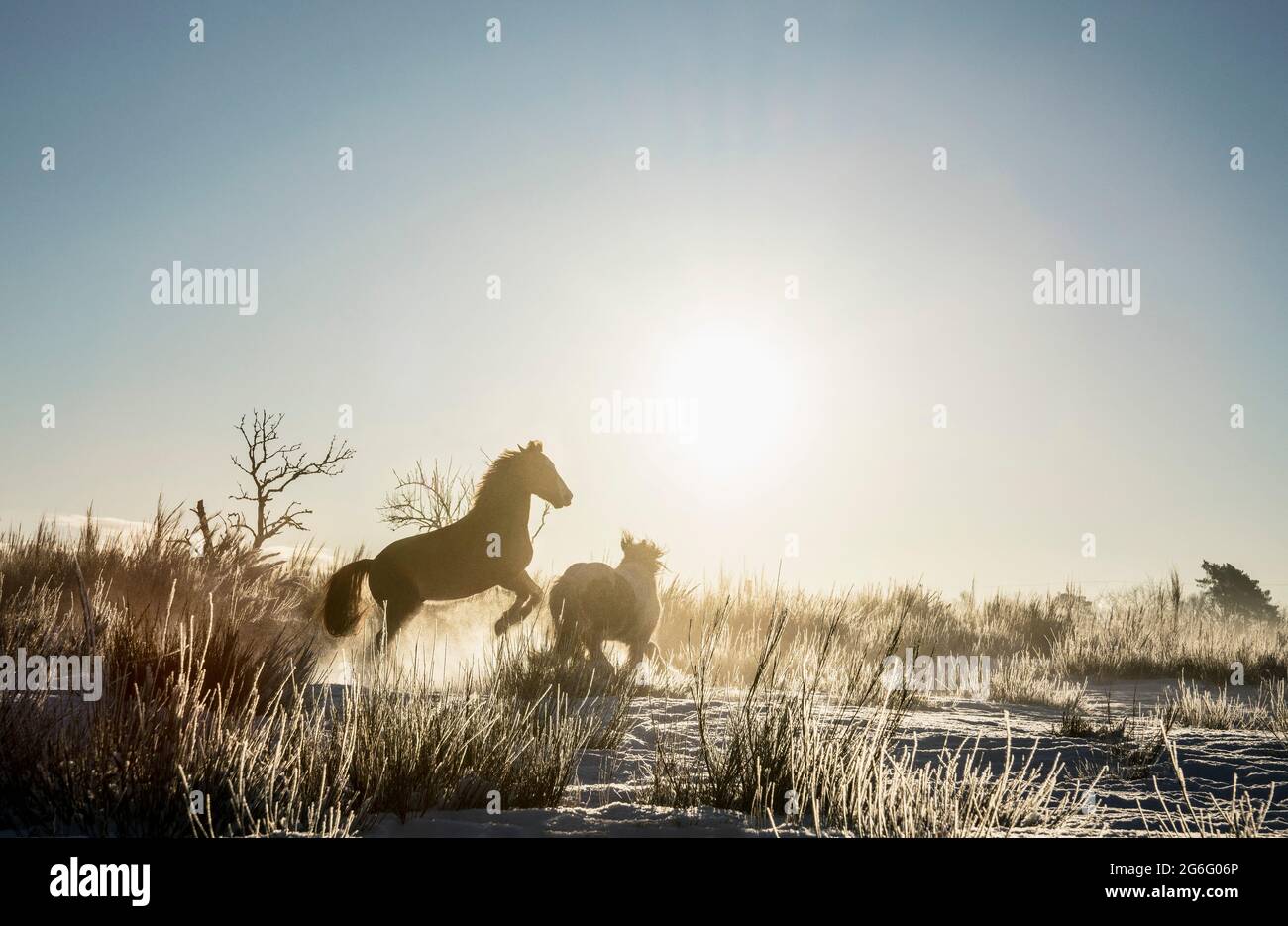 Horse rearing up in sunny winter field Stock Photo