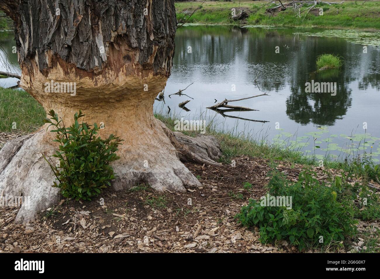 Beaver teeth marks on tree alongside Neisse-River, Niederlausitz, Germany Stock Photo