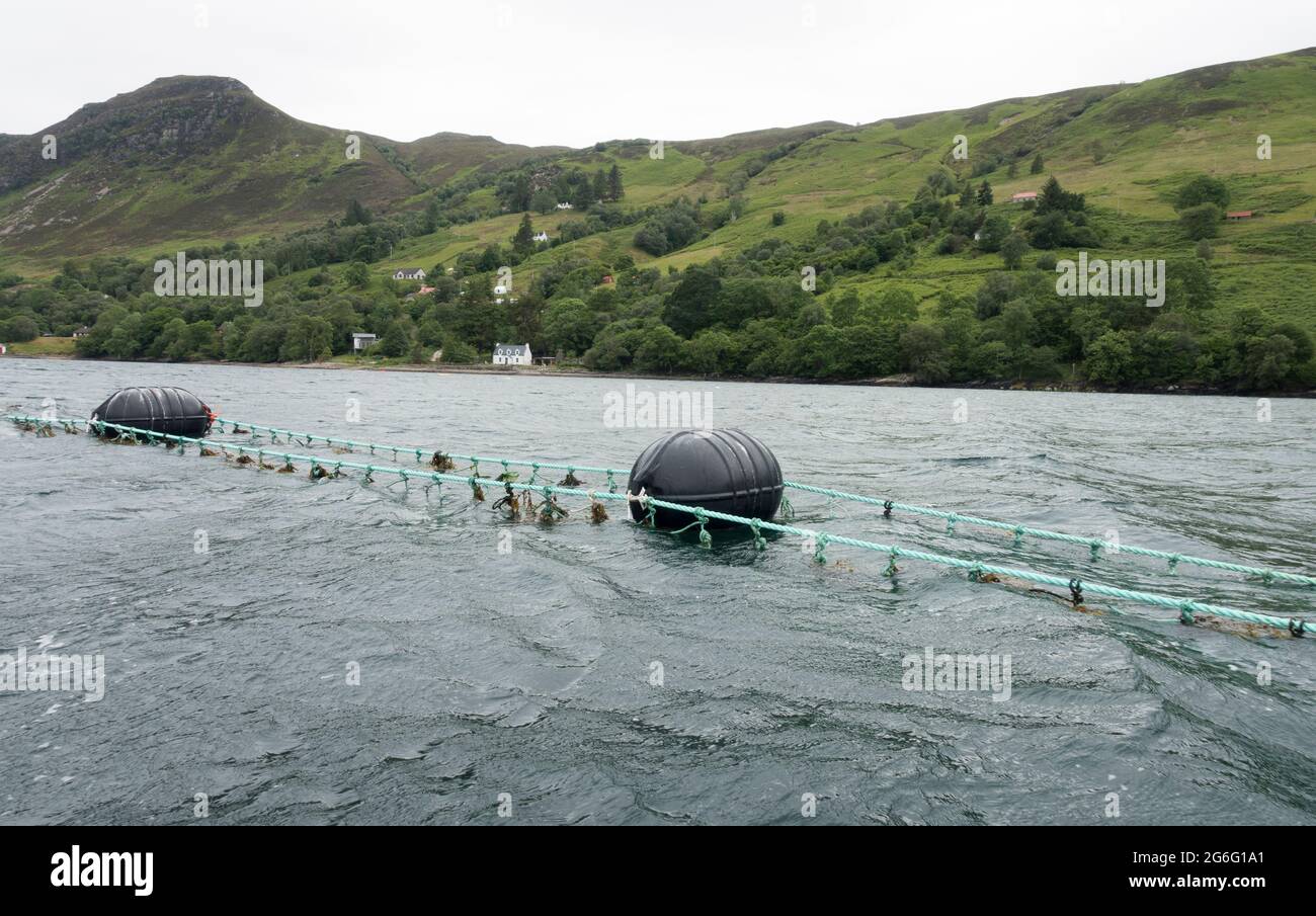 Big Floats supporting a mussel farm set up, Loch Broom, Highland,Scotland, UK. Stock Photo