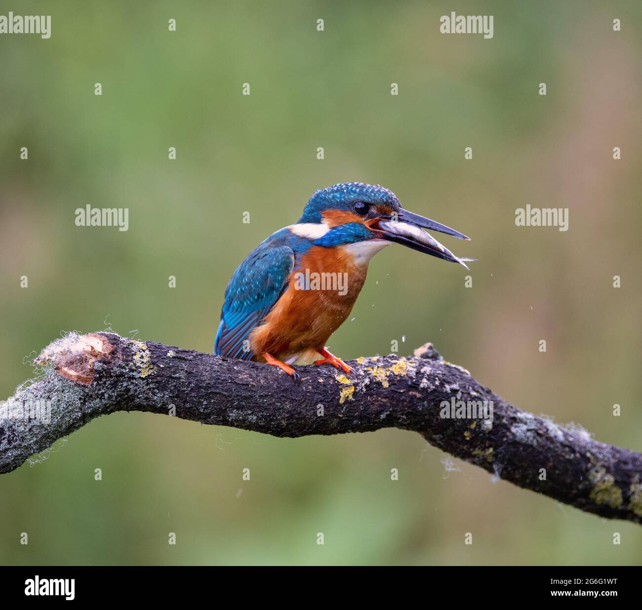 Kingfishers in the UK countryside Stock Photo