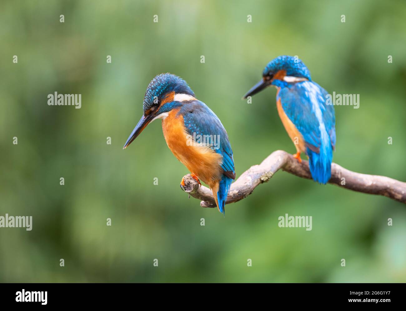 Kingfishers in the UK countryside Stock Photo