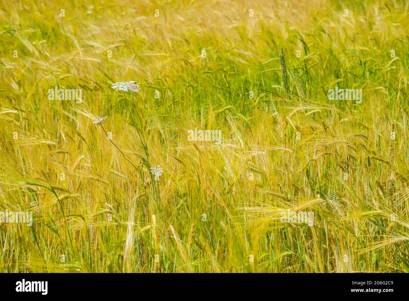 Cultivos cultivos trigo cereal hi-res stock photography and images - Alamy