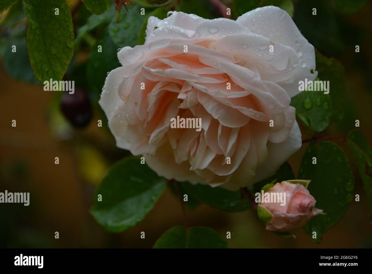 Purely Beautiful Flowers Cambridge UK, Noisette Rose, Gradient Coral Rose Stock Photo