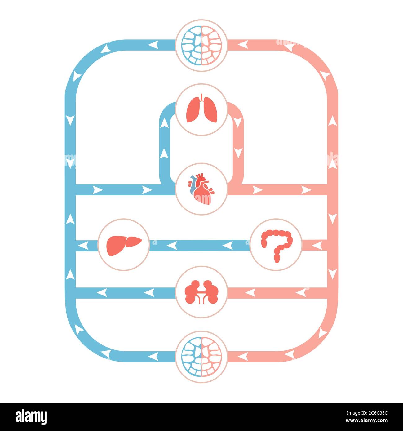 heart anatomy, circulatory system, human blood artery, medical illustration Stock Vector