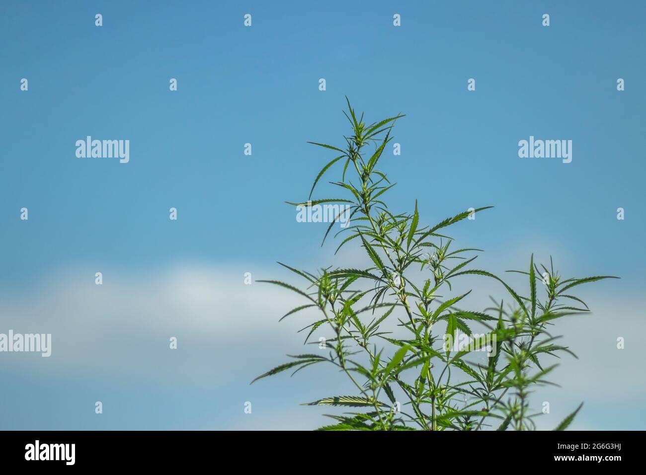 Top of a female young cannabis sativa plant with branches, side view. Against the blue sky Stock Photo