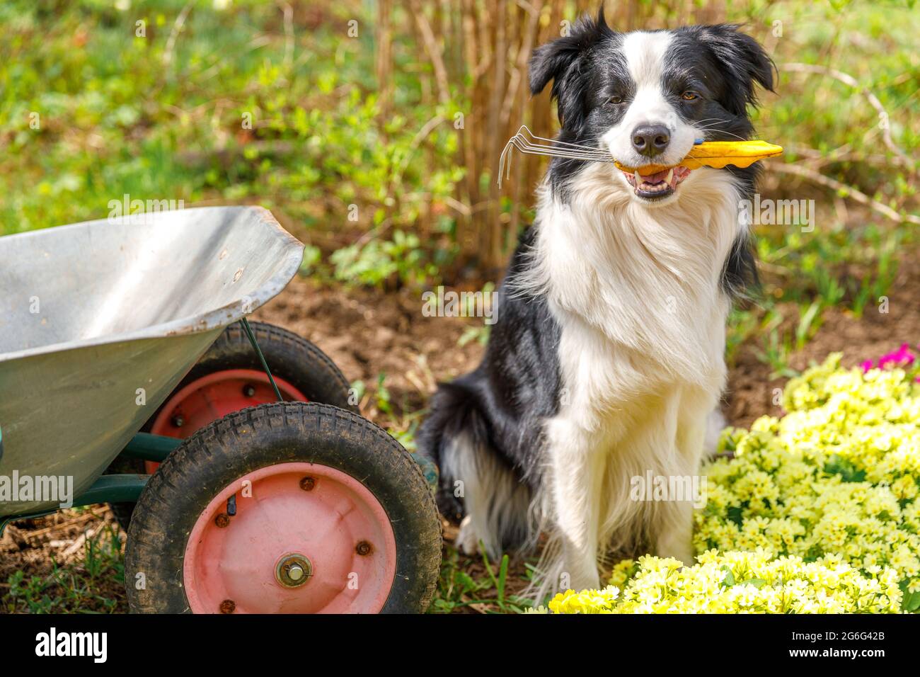 Dog border collie holding garden rake in mouth, wheelbarrow garden cart