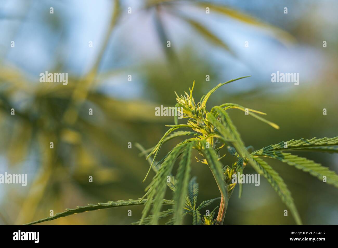 The top of the marijuana plant. The beginning of flowering. Female Stock Photo