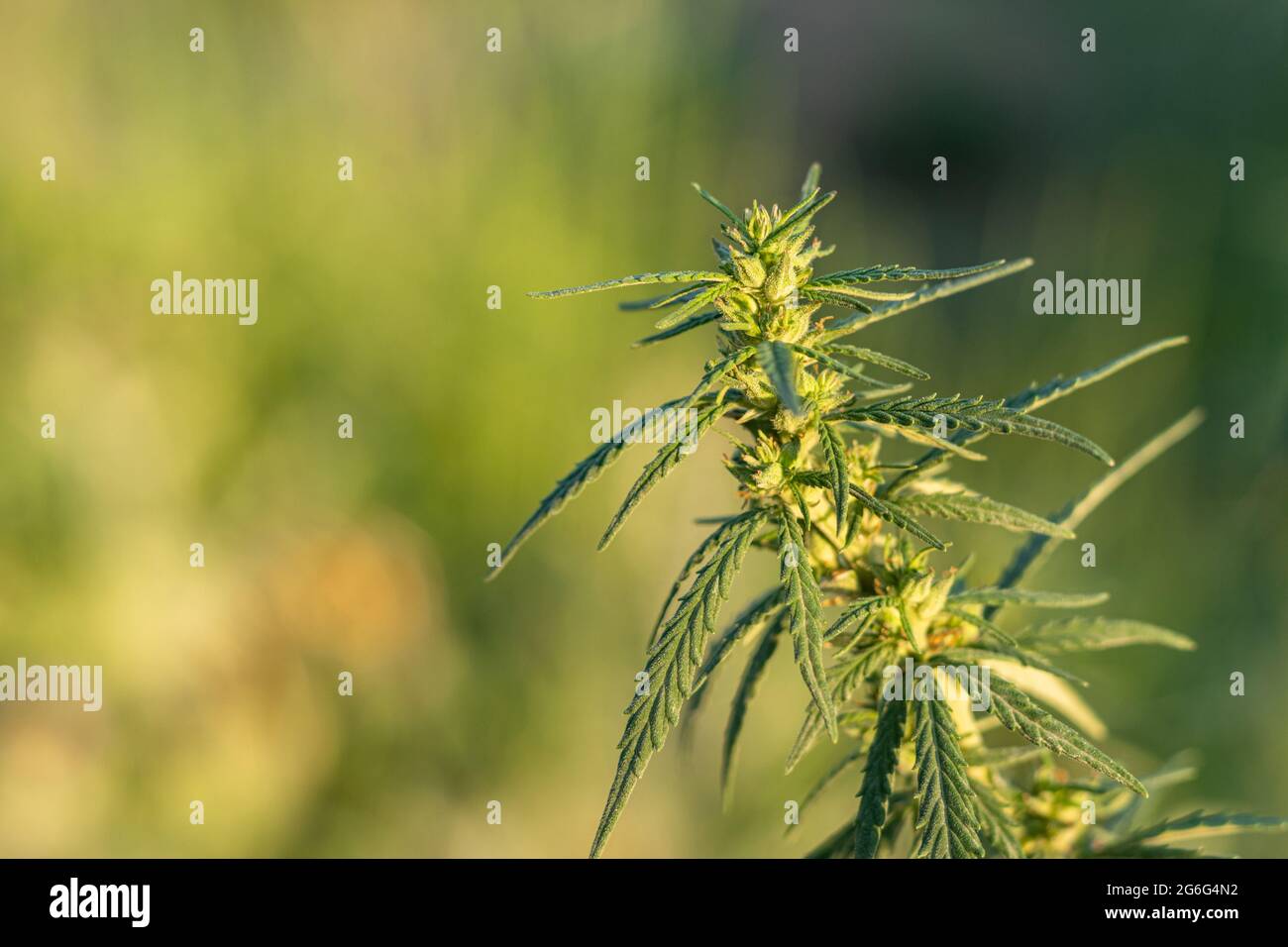 The tip of the marijuana during flowering. The background is blurred Stock Photo