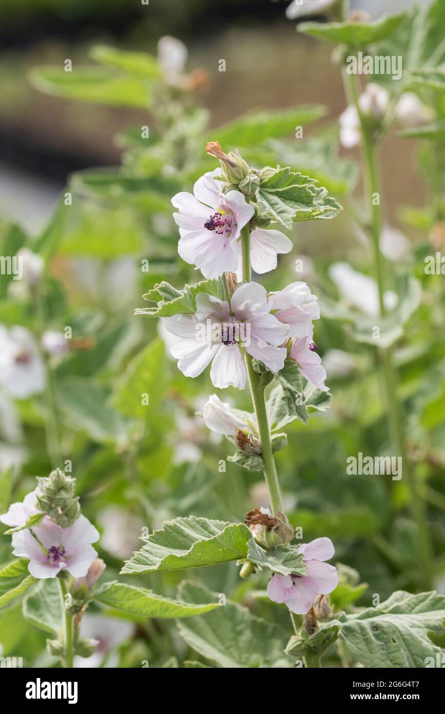 common marsh-mallow, common marshmallow (Althaea officinalis), blooming, Germany Stock Photo