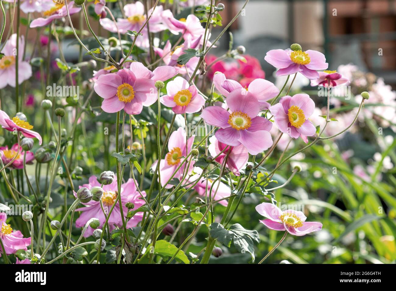 Japanese anemone, Japanese windflower, Chinese anemone (Anemone hupehensis 'Splendens', Anemone hupehensis Splendens), blooming, cultivar Splendens, Stock Photo