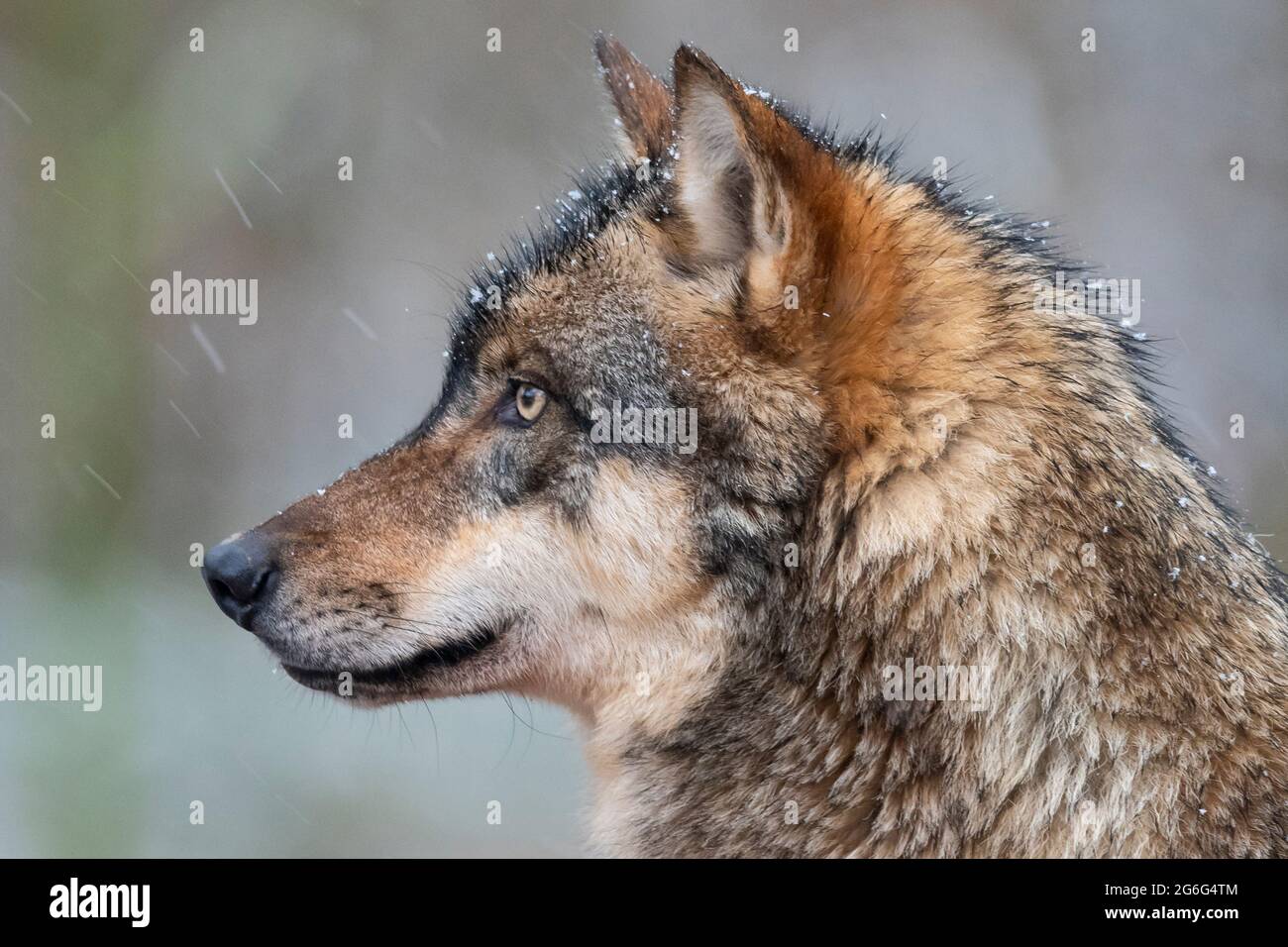 European gray wolf (Canis lupus lupus), portrit in snowfall, Germany Stock Photo