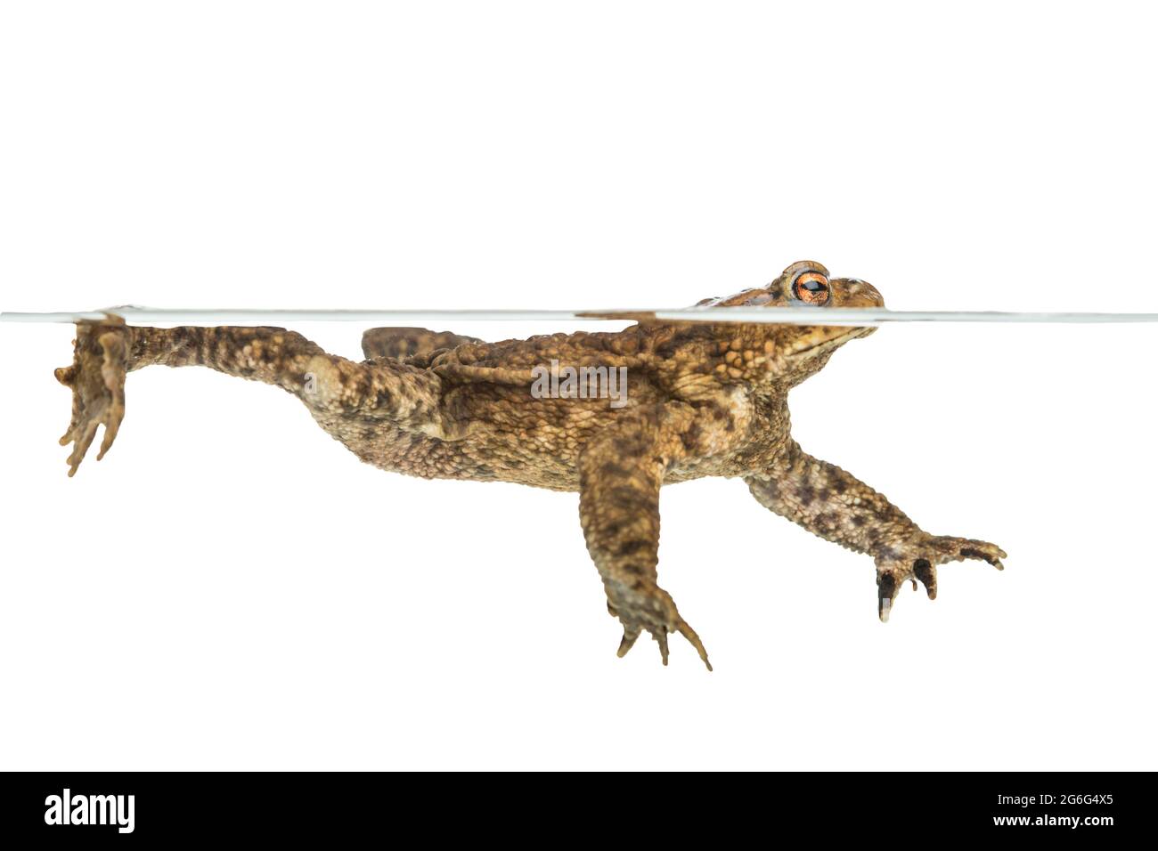 European common toad (Bufo bufo), swimming at water surface, cut-out, Germany Stock Photo