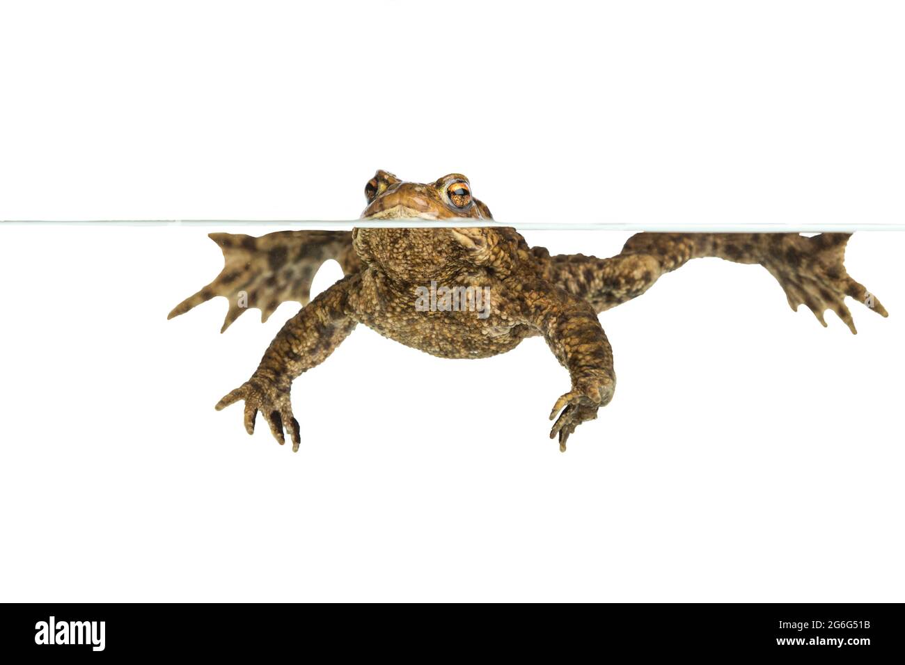 European common toad (Bufo bufo), swimming at water surface, cut-out, Germany Stock Photo
