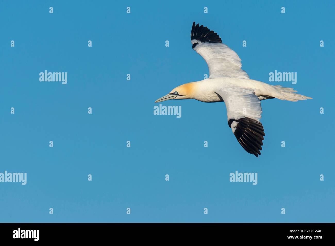 northern gannet (Sula bassana, Morus bassanus), in flight, Germany, Schleswig-Holstein, Heligoland Stock Photo